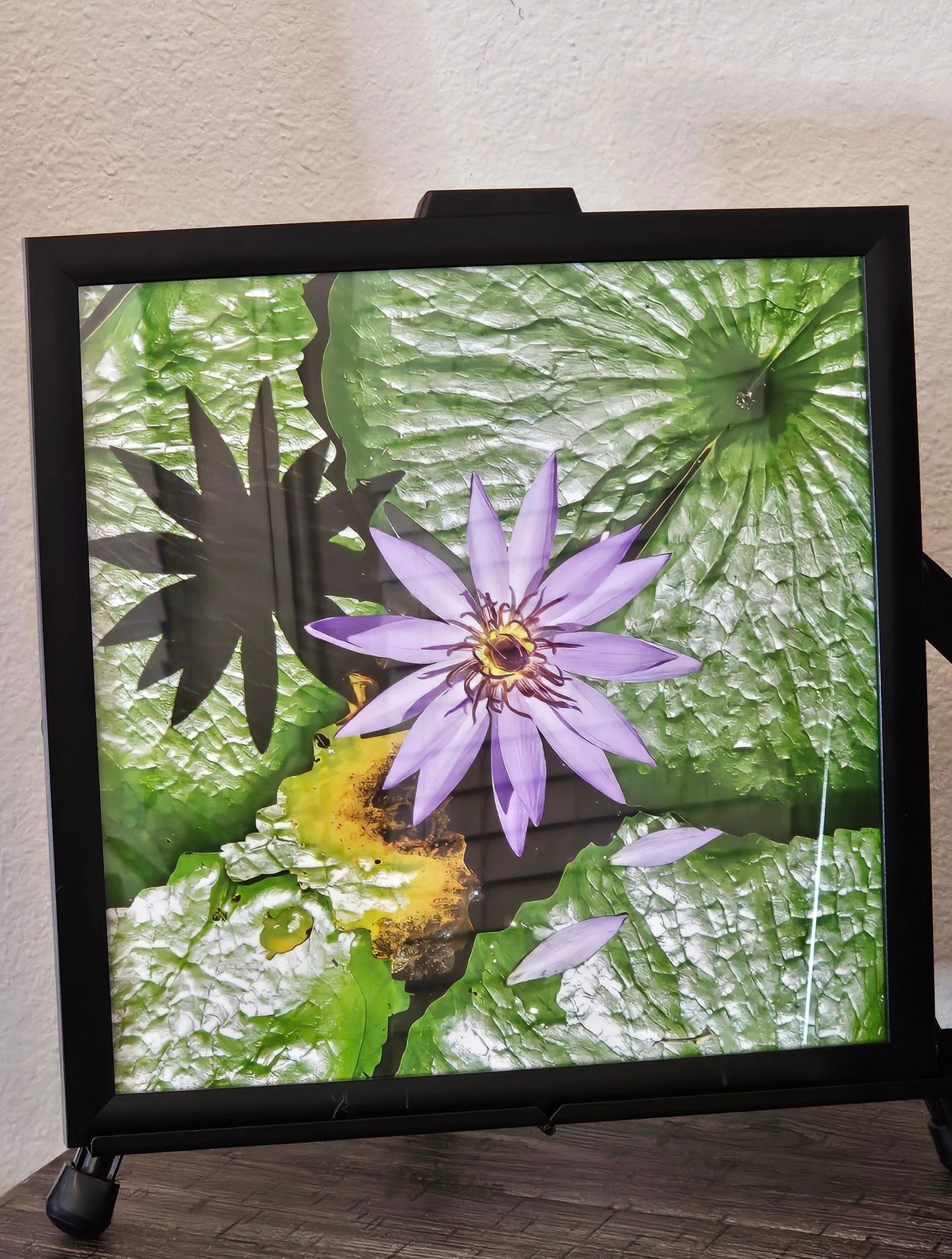 Radiance in Bloom - Jardim de Tulipas