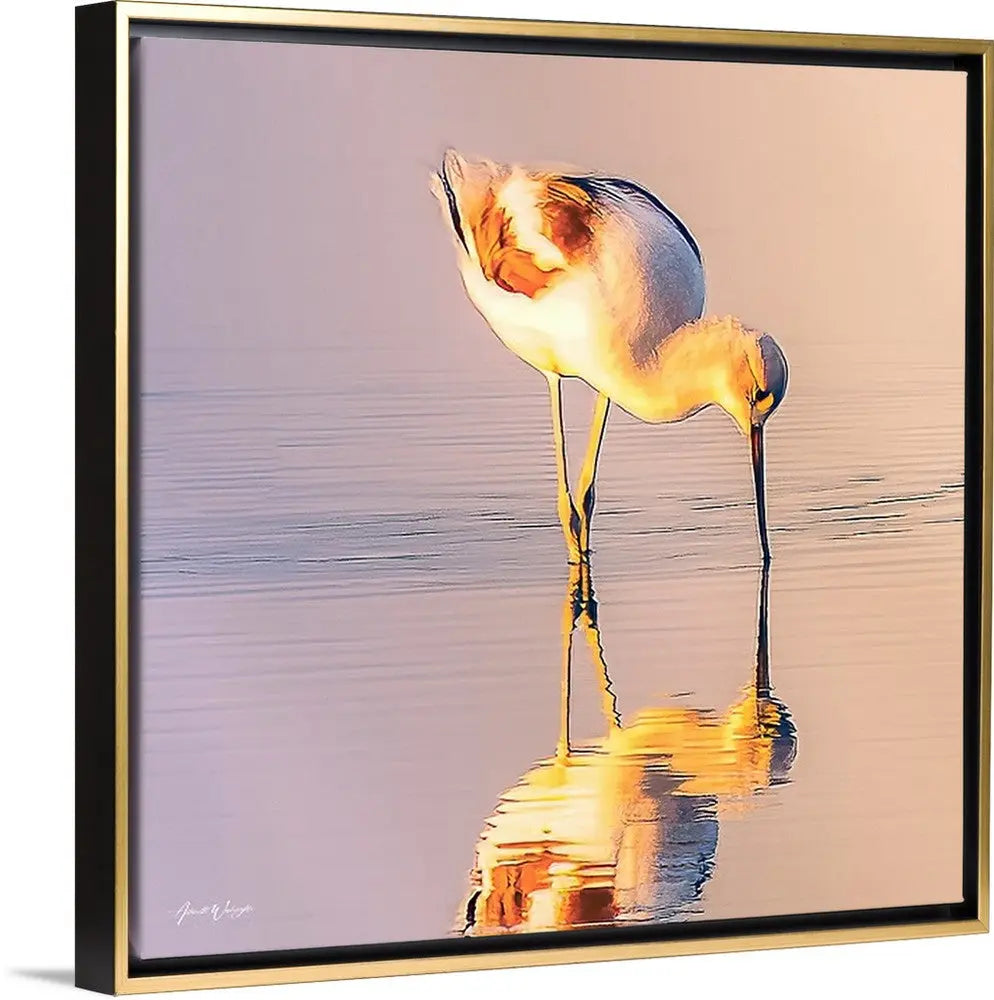 American Avocet Antoinette Washington Photography