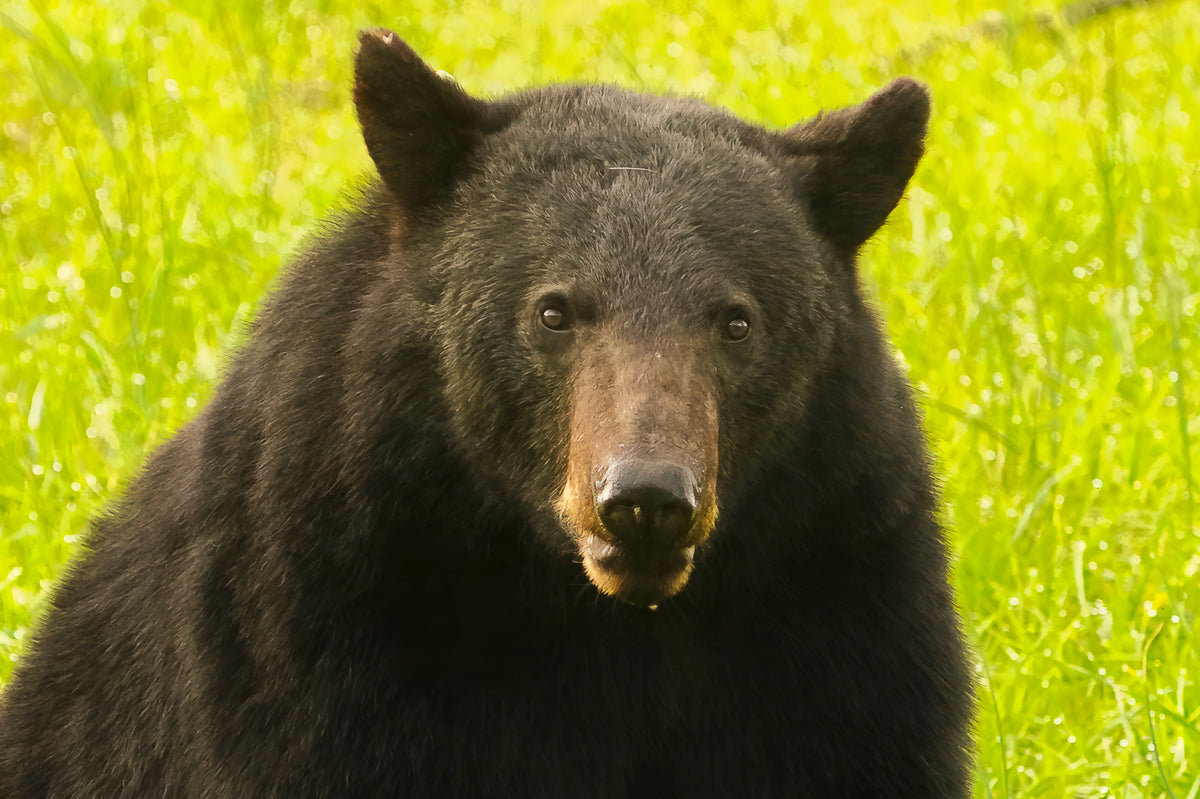 Black Bear Antoinette Washington Photography