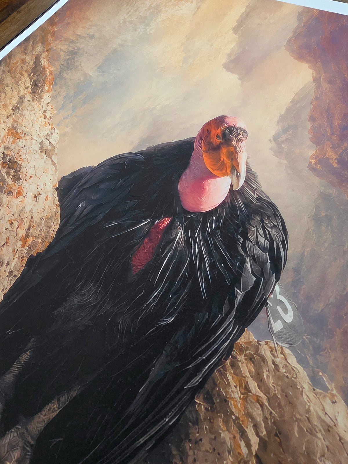 Close-up of a California condor with a rocky background