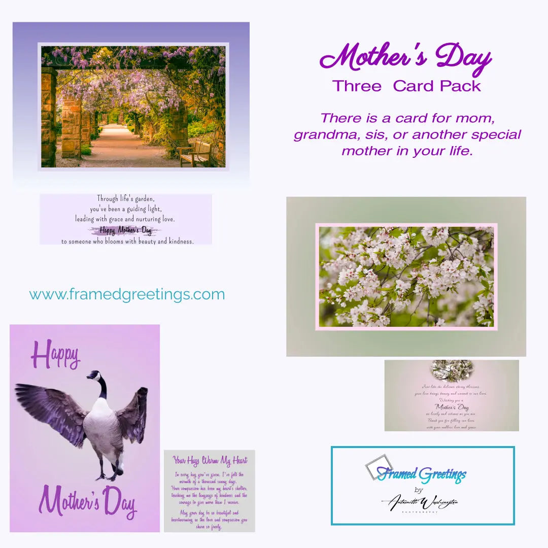 Mother's Day Card Variety (3pk) 2024 Antoinette Washington Photography