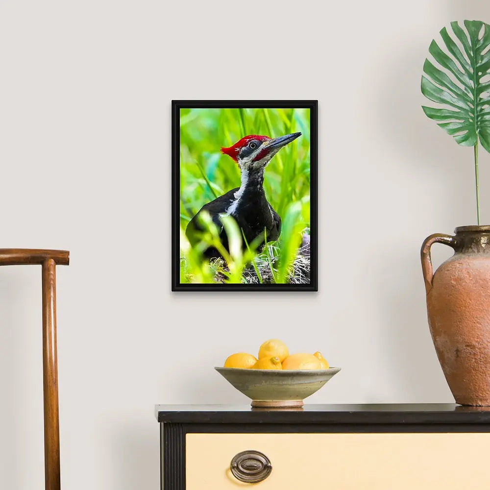 Pileated Woodpecker Antoinette Washington Photography