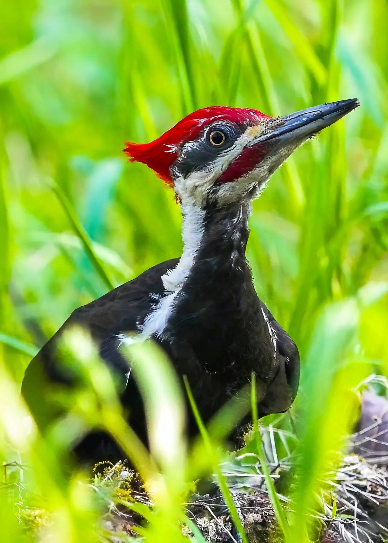 Pileated Woodpecker Antoinette Washington Photography