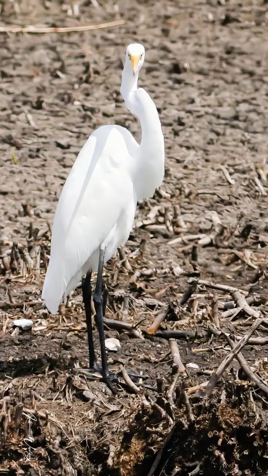 Runway Egret 2 Antoinette Washington Photography