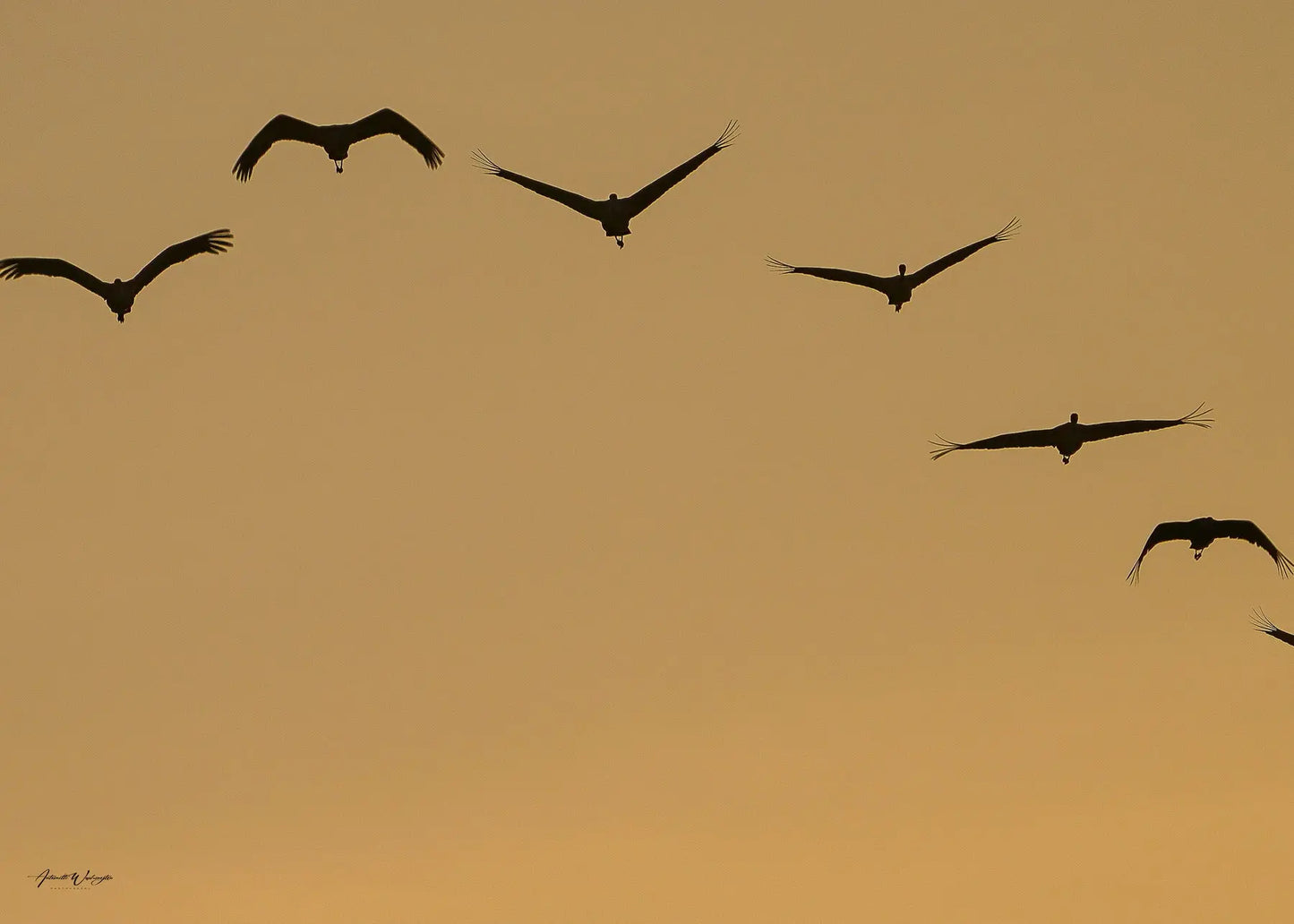 Sandhill Cranes Sunrise Antoinette Washington Photography