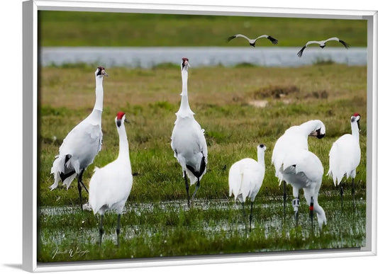 Whooping Cranes Antoinette Washington Photography