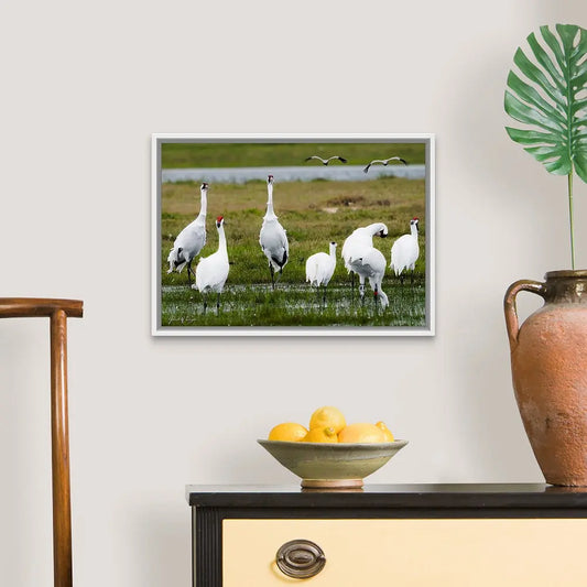 Whooping Cranes Antoinette Washington Photography