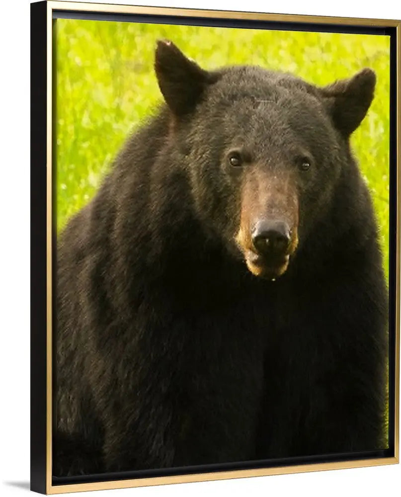 Black Bear Antoinette Washington Photography