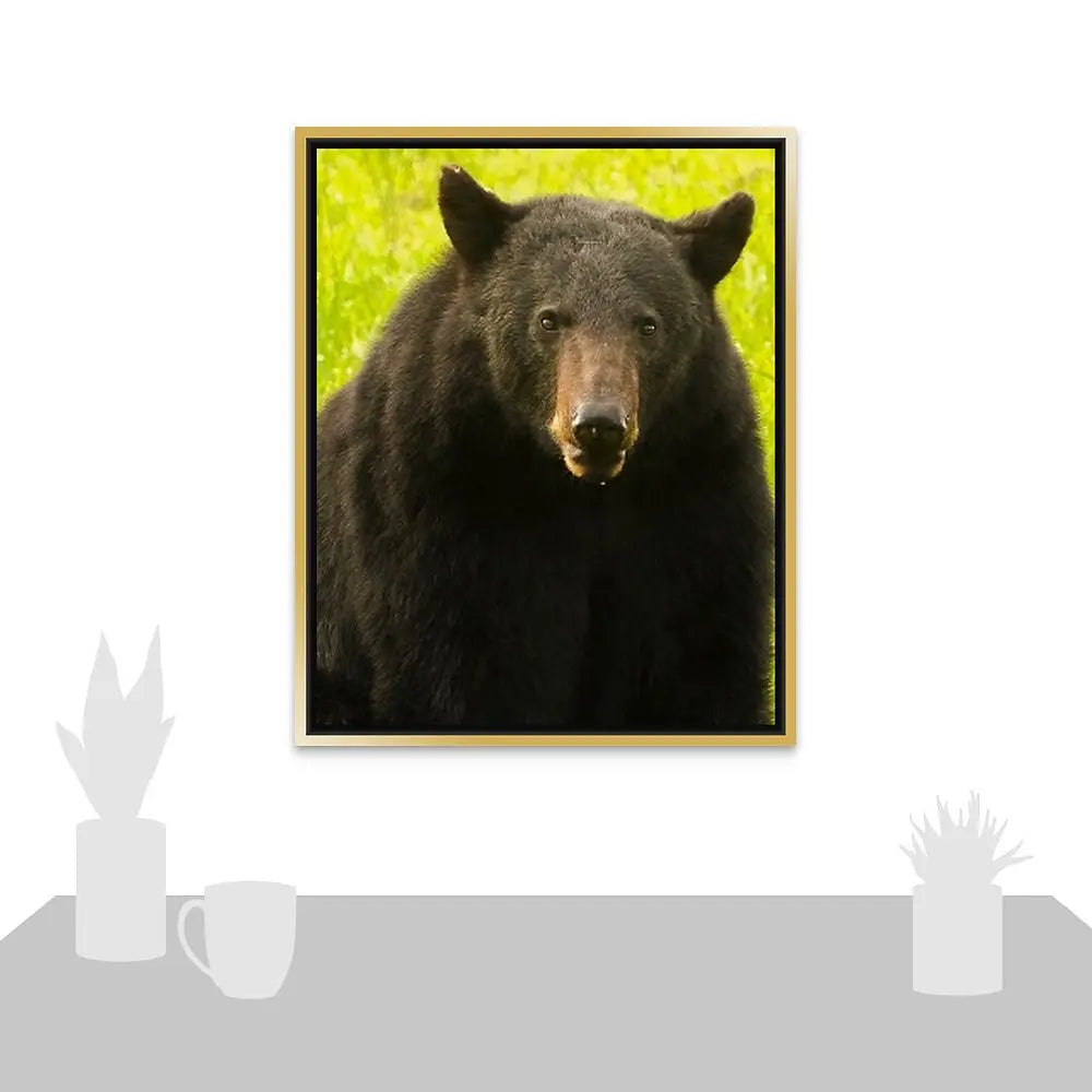 Black Bear Antoinette Washington Photography