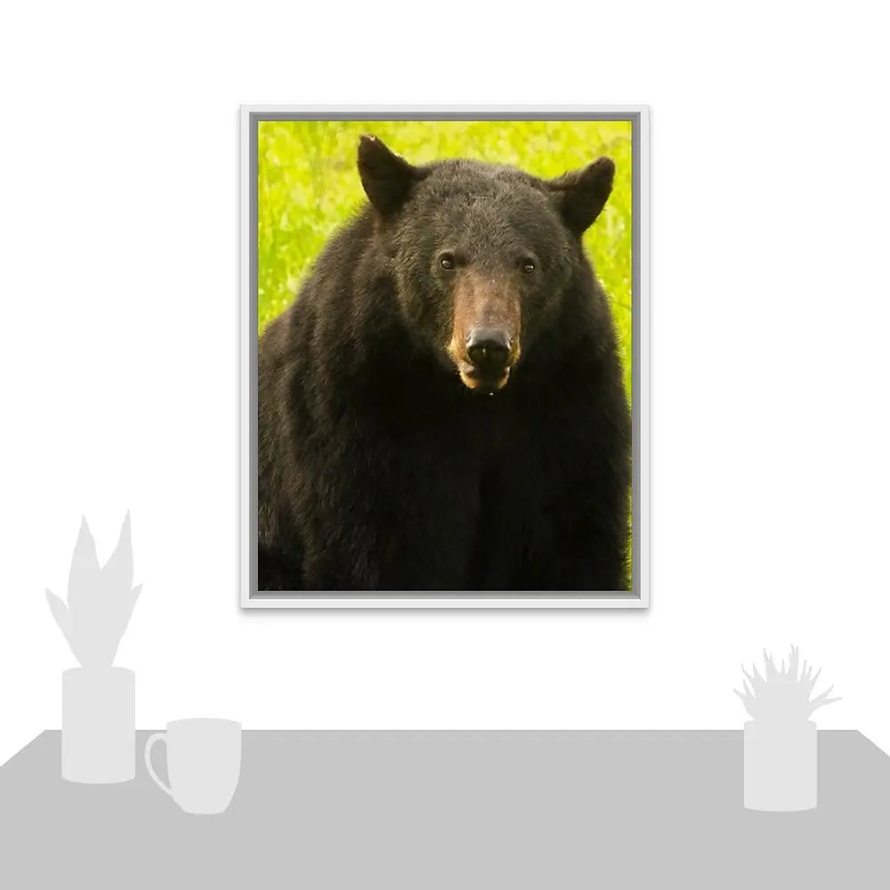 Black Bear Antoinette Washington Photography
