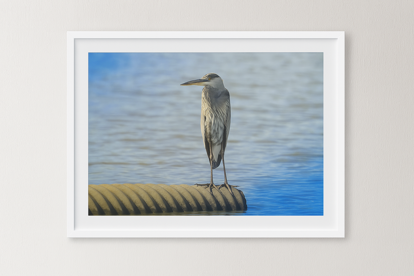 Aguas tranquilas – Garza azul joven