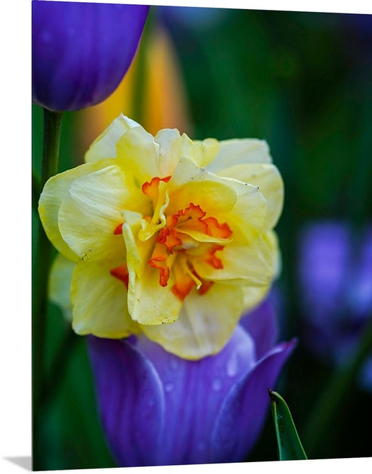 Yellow Daffodil with Purple Tulips