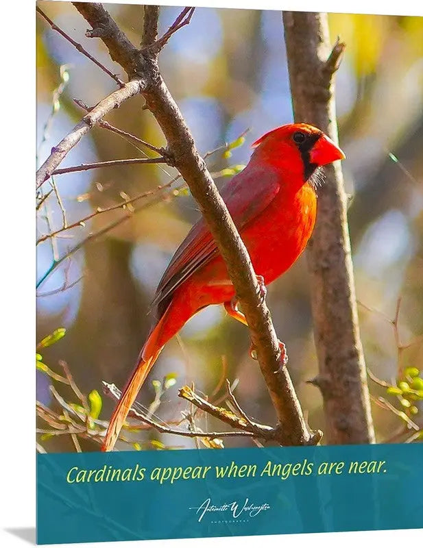 Cardinal -With Customization Antoinette Washington Photography