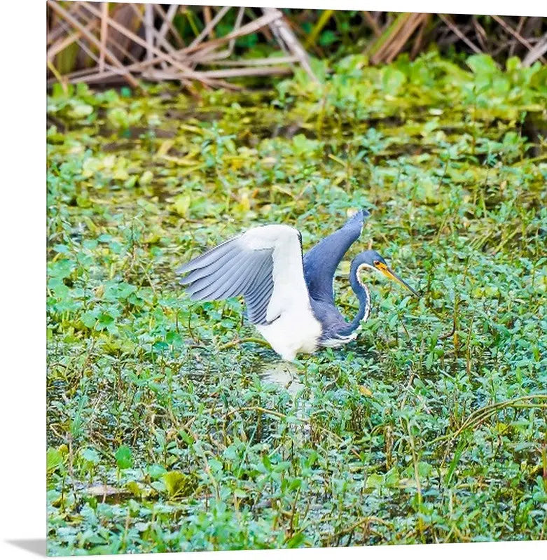 Tri-Colored Heron T W Media