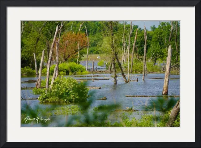 Texas Swampy Antoinette Washington Photography