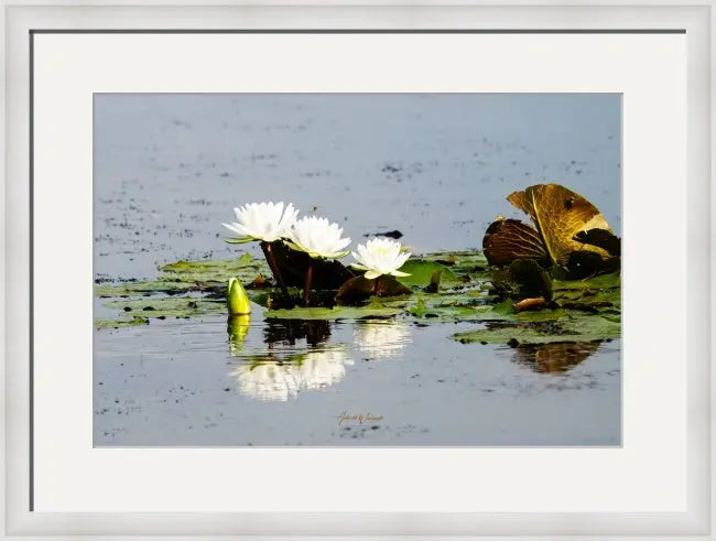 Water Lilies Antoinette Washington Photography