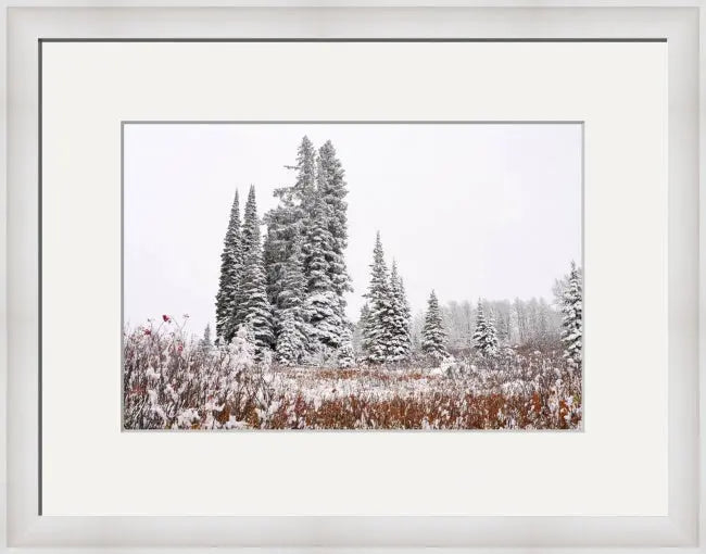 First Snow - Joy Antoinette Washington Photography