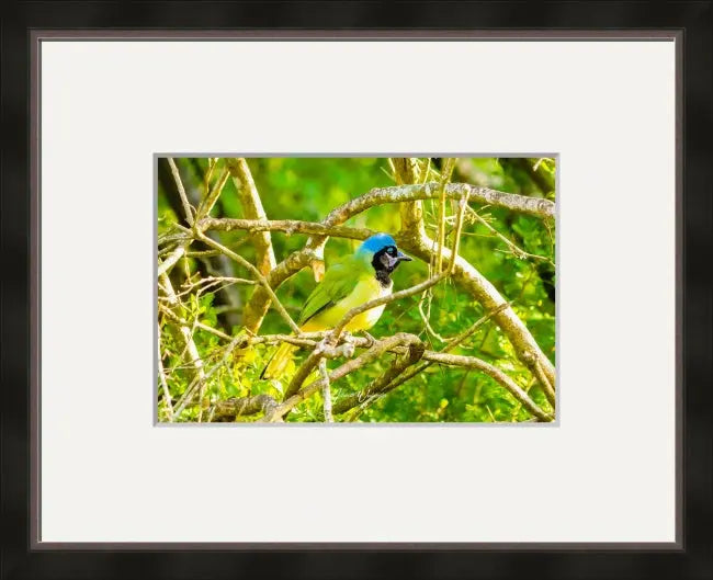 Green Jay Antoinette Washington Photography