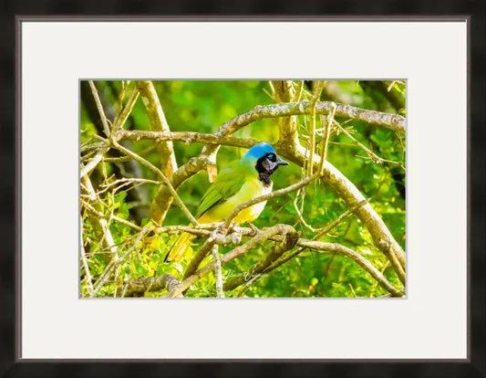 Green Jay Antoinette Washington Photography