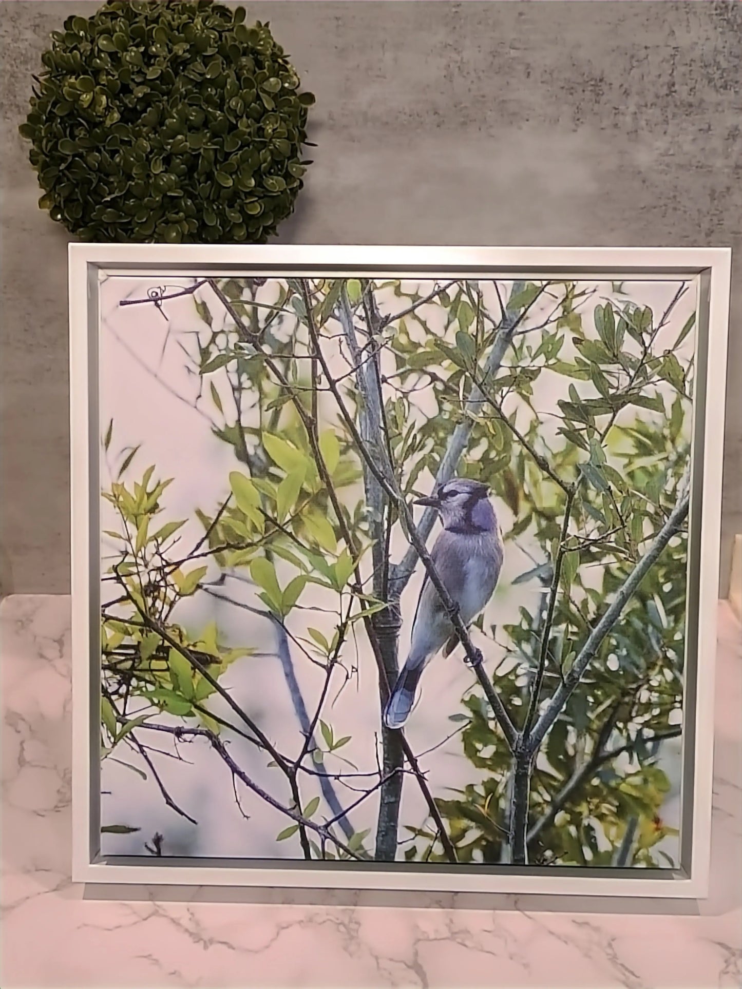 Blue Jay T W Media