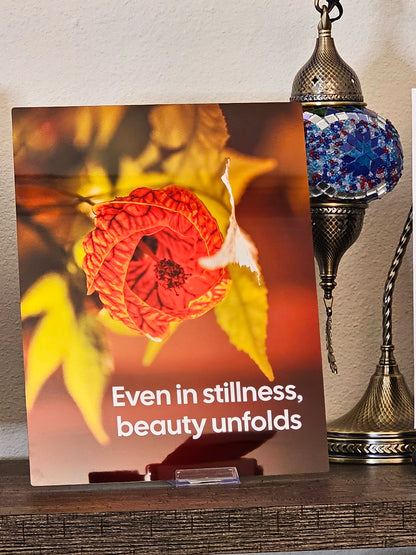 Even in Stillness – Original Photography Art Print | Chinese Lantern Flower