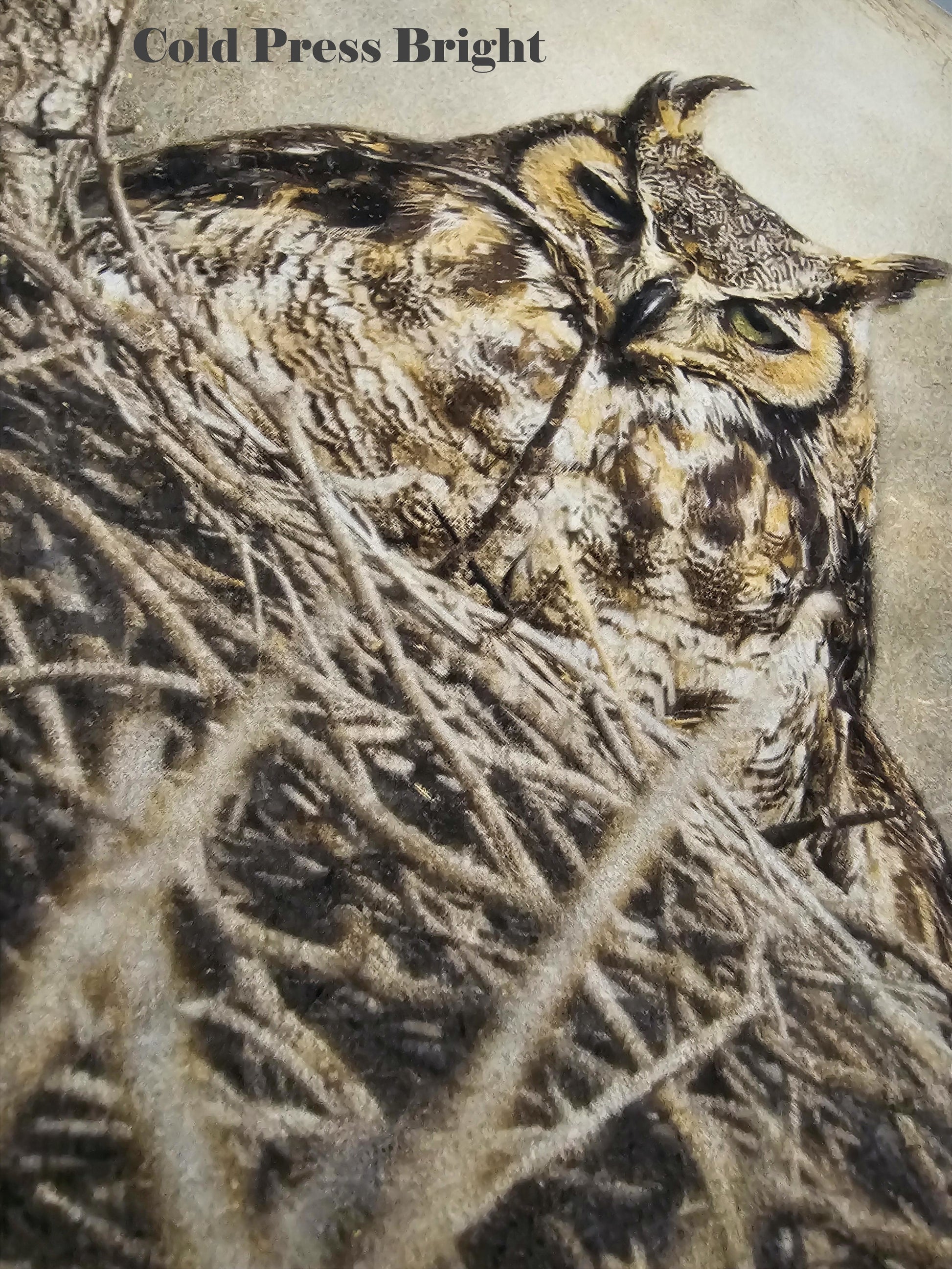 Owl in a nest with 'Cold Press Bright' text