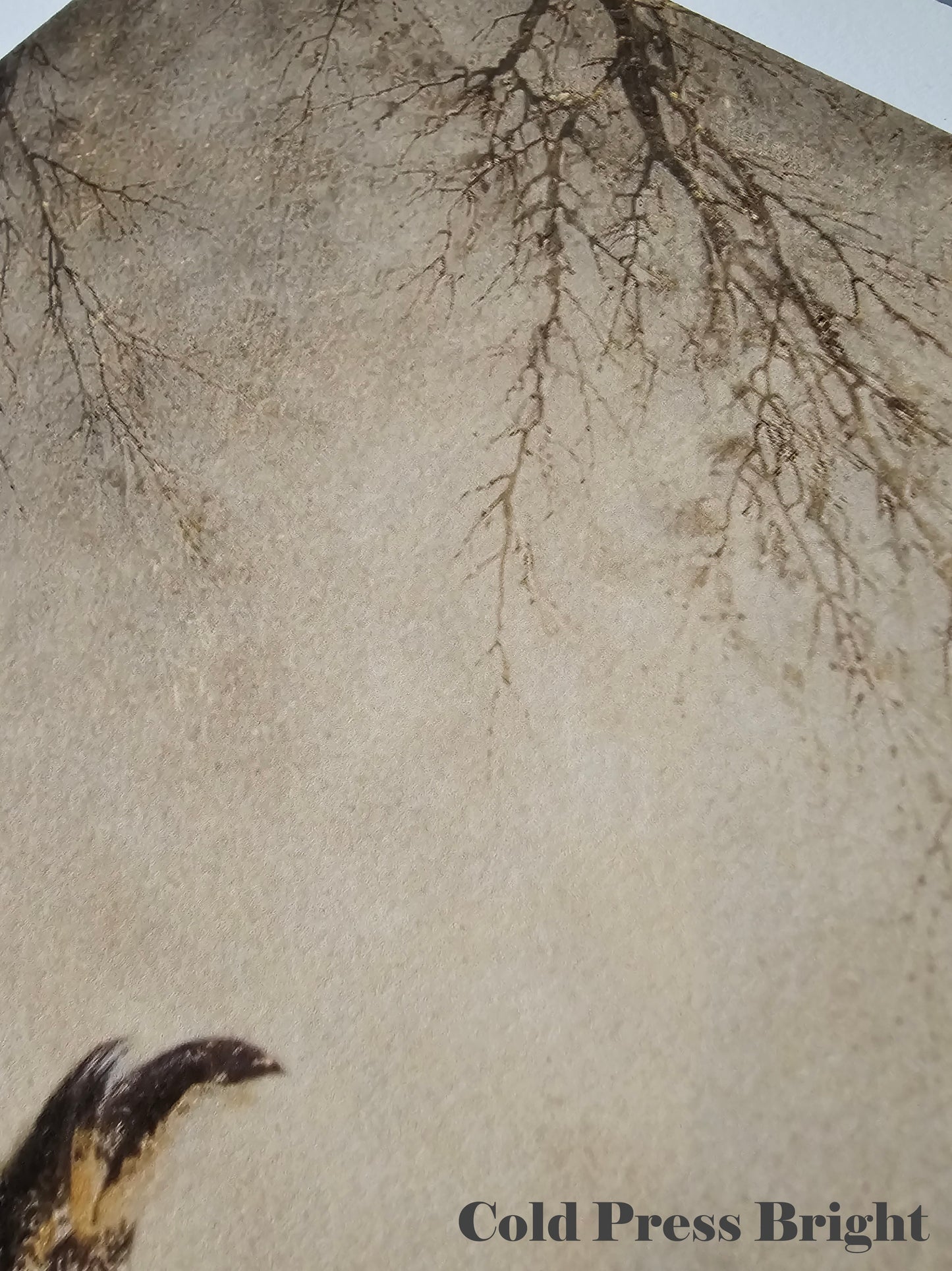 Textured paper with tree branches and a bird, labeled 'Cold Press Bright'.
