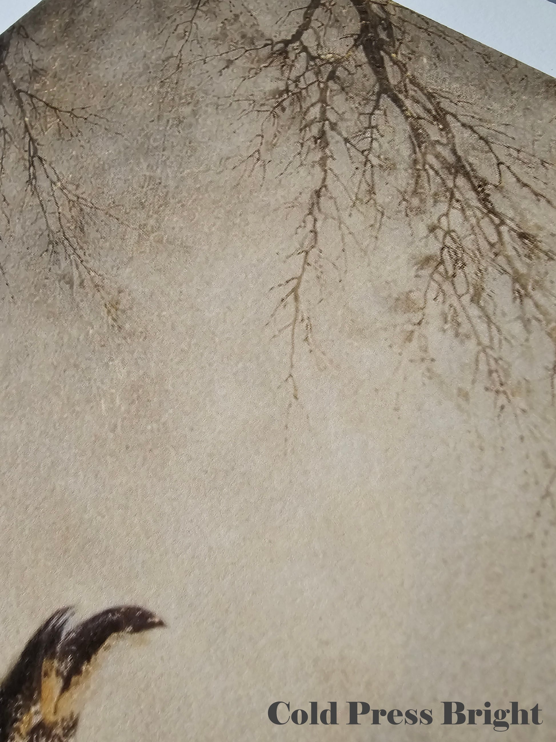 Textured paper with tree branches and a bird, labeled 'Cold Press Bright'.