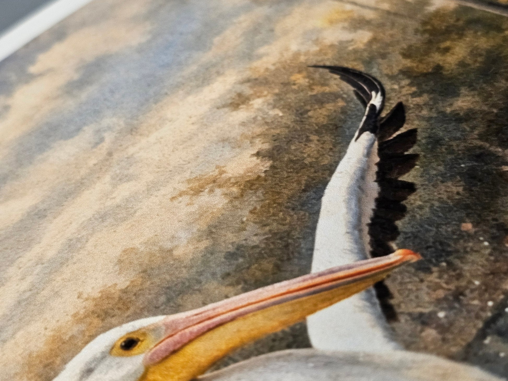 Pelican with open beak on a sandy beach