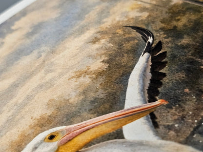 Pelican with open beak on a sandy beach