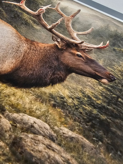 Deer with large antlers against a natural rock background