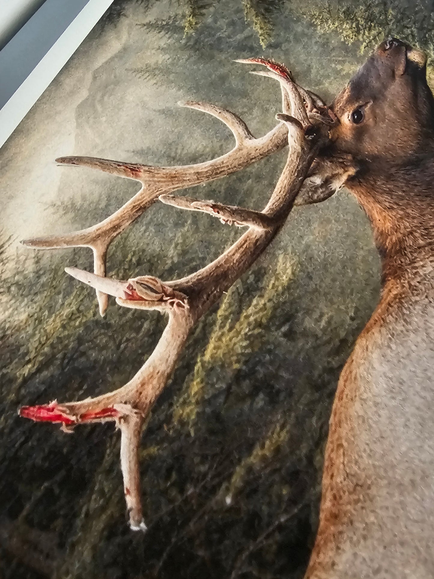 Taxidermy deer head with large antlers on a wall
