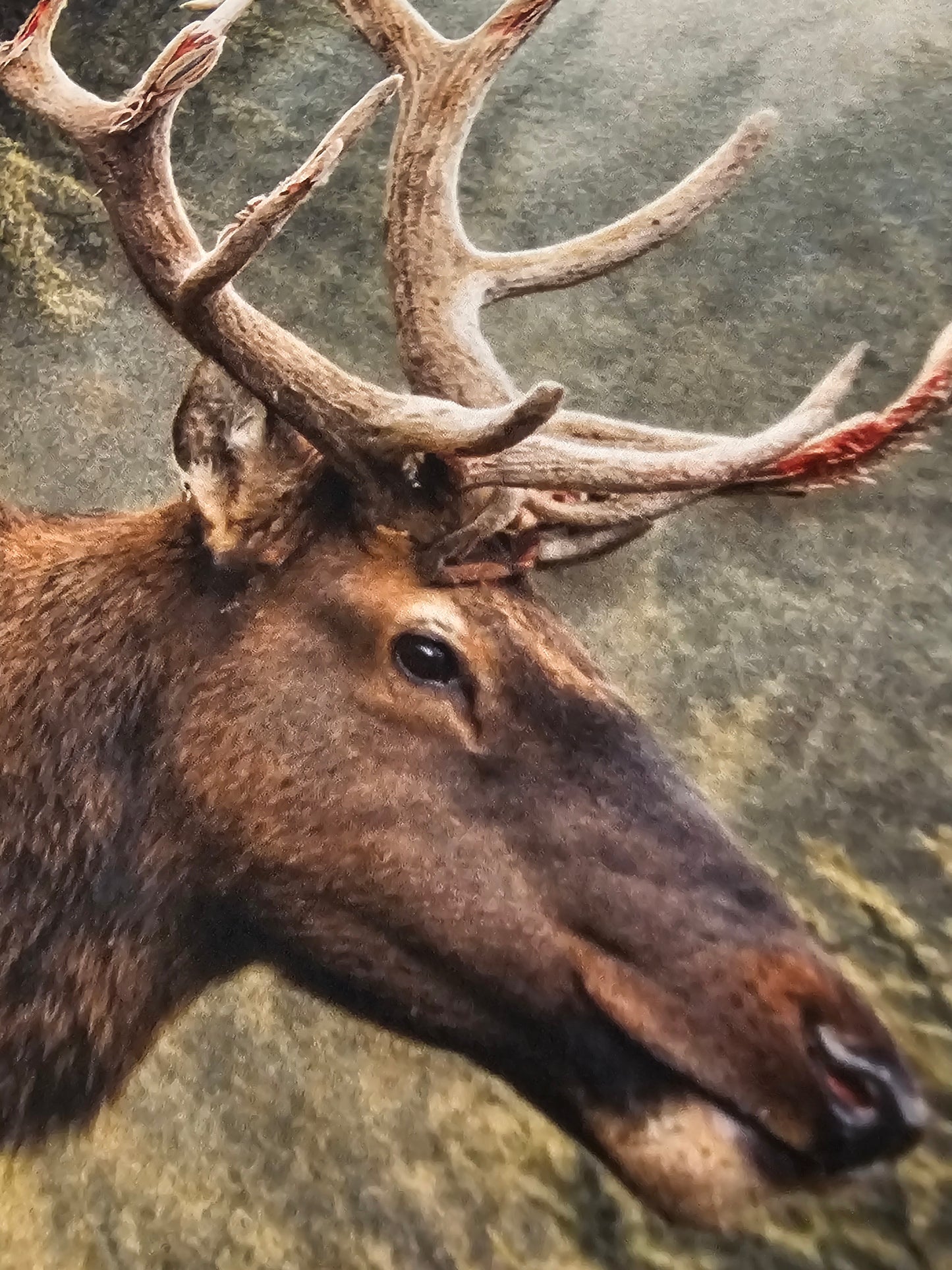 Close-up of a deer with large antlers against a textured green background