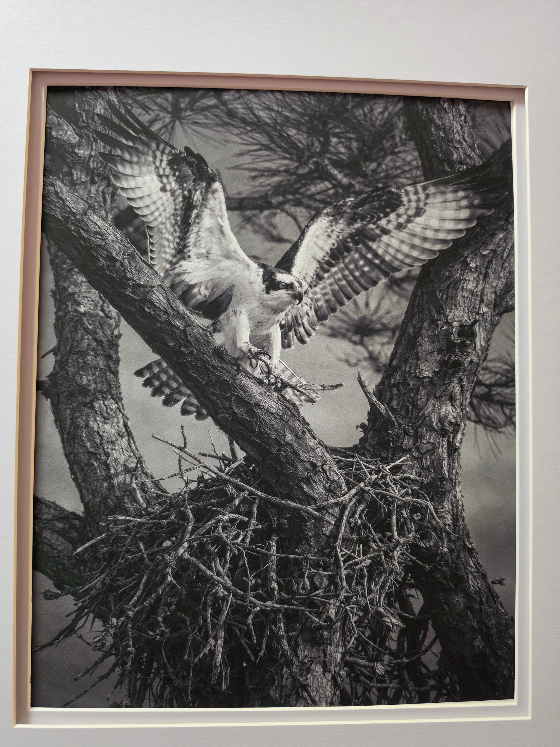 Framed black and white photograph of an osprey perched on a branch.