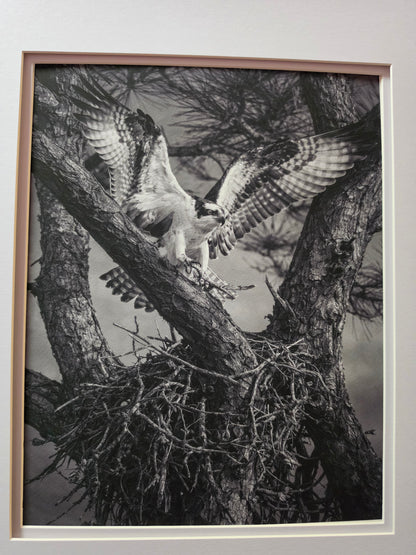 Framed black and white photograph of an osprey perched on a branch.