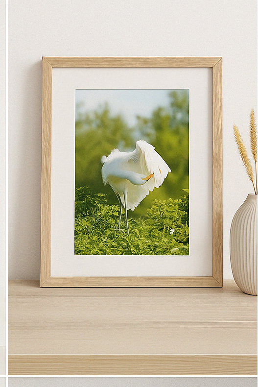 Feather & Light – Egret Photography Print | Framed Greetings