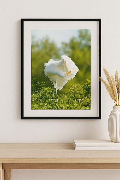 Feather & Light – Egret Photography Print | Framed Greetings