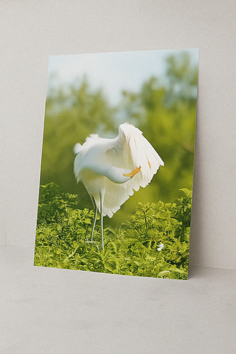 Feather & Light – Egret Photography Print | Framed Greetings