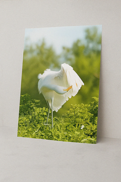 Feather & Light – Egret Photography Print | Framed Greetings