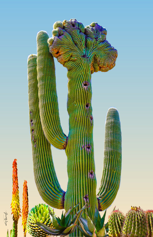 Desert Crown – Crested Saguaro Mixed Media Wall Art