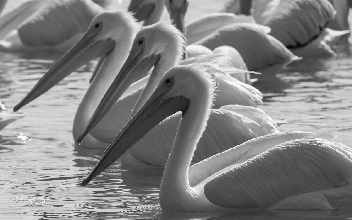 Pelican Paradise