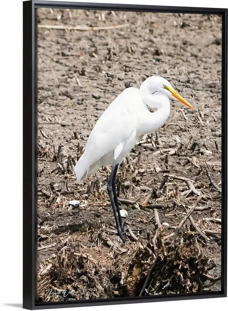 Runway Egret  3 Antoinette Washington Photography
