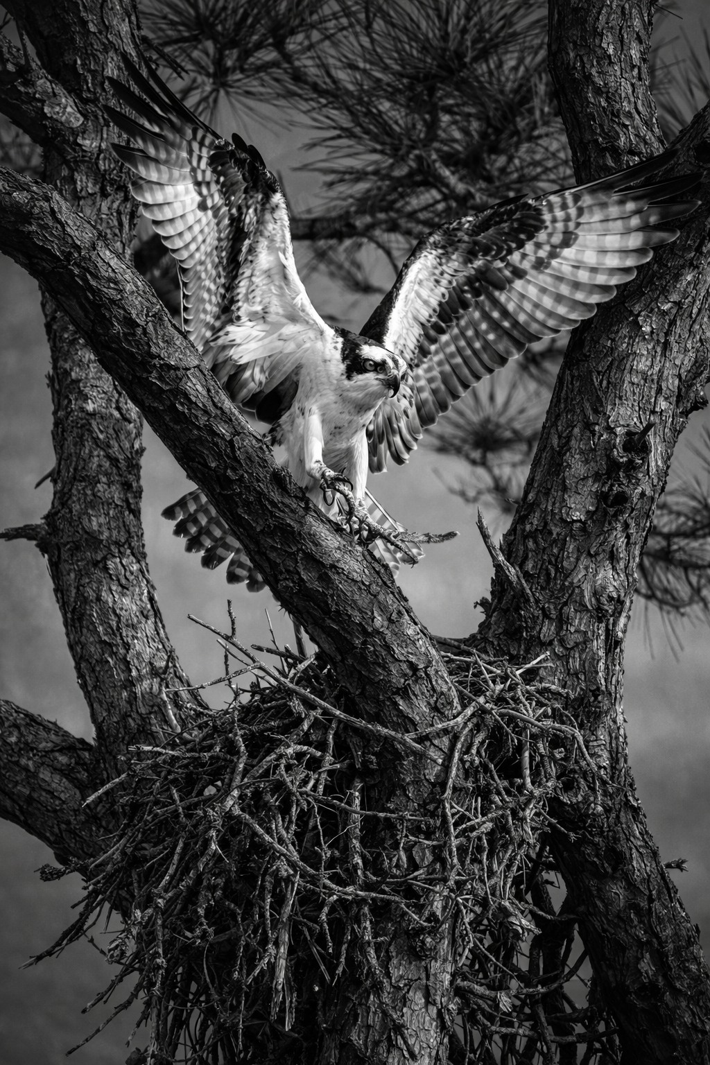 Black and white image of an osprey with a fish in its talons perched on a branch.