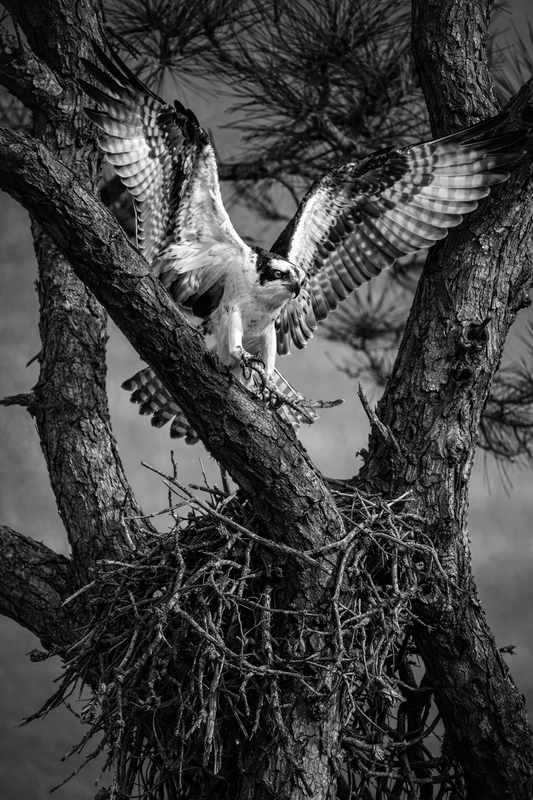 Black and white image of an osprey with a fish in its talons perched on a branch.