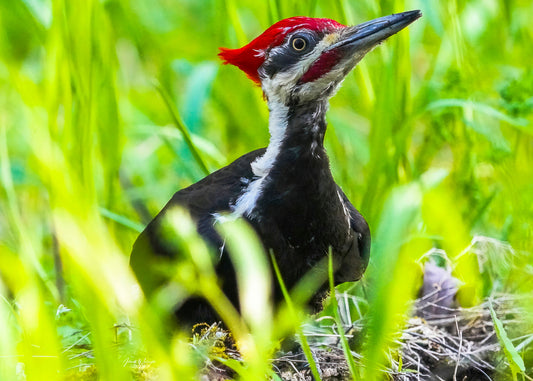 Majestad vigilante – Halcón de hombros rojos