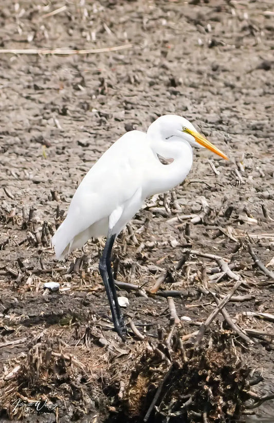 Runway Egret  3 Antoinette Washington Photography