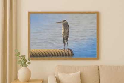 Aguas tranquilas – Garza azul joven