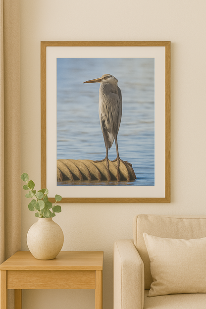 Aguas tranquilas – Garza azul joven