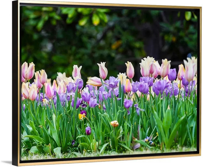 Field of Tulips Antoinette Washington Photography