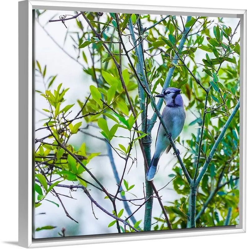 Blue Jay T W Media